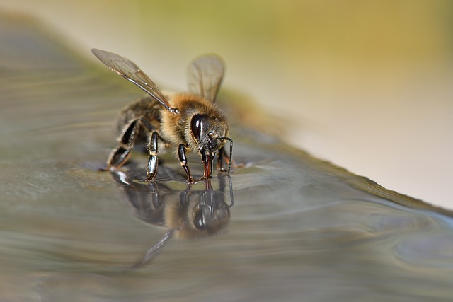 bee-5000950_640