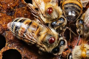 Бджолиний кліщ, Кліщ Варроа, Varroa, бджолиний кліщ Варроа