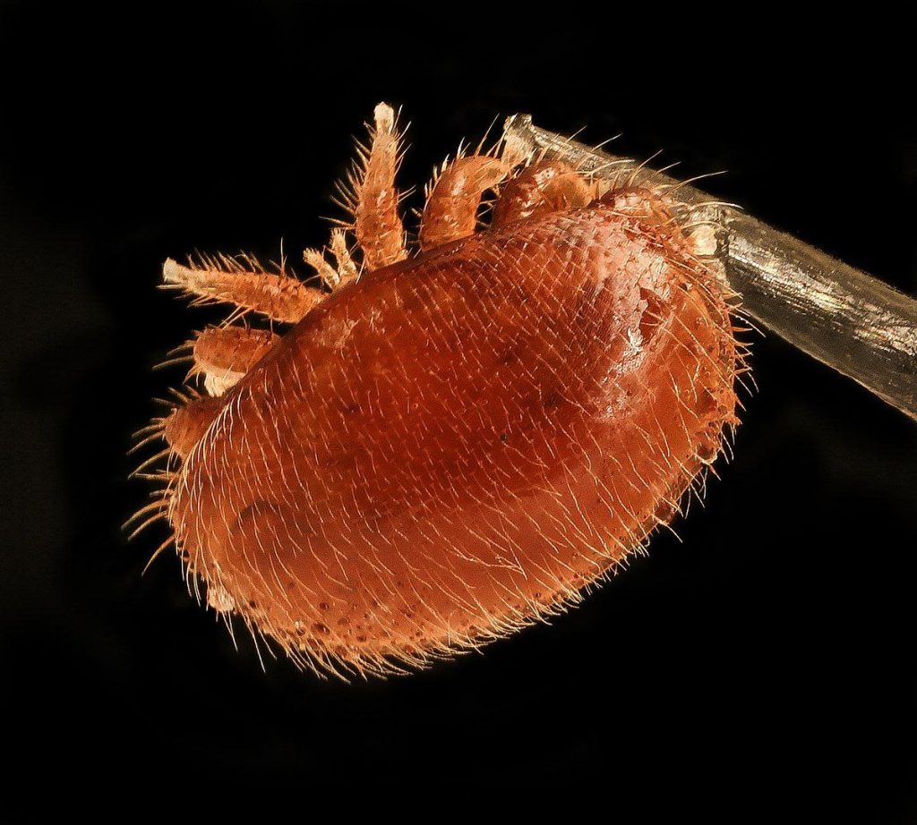 Пчелиный клещ, Клещ Варроа, Varroa, пчелиный клещ Варроа
