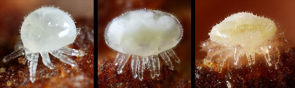 Пчелиный клещ, Клещ Варроа, Varroa, пчелиный клещ Варроа