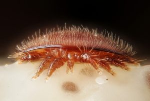 Бджолиний кліщ, Кліщ Варроа, Varroa, бджолиний кліщ Варроа