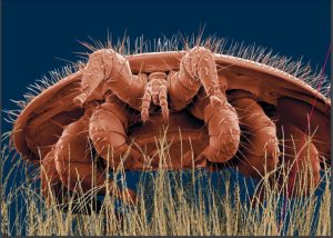 Бджолиний кліщ, Кліщ Варроа, Varroa, бджолиний кліщ Варроа