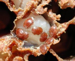 Бджолиний кліщ, Кліщ Варроа, Varroa, бджолиний кліщ Варроа