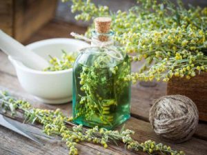 Пчелиный клещ, Клещ Варроа, Varroa, пчелиный клещ Варроа