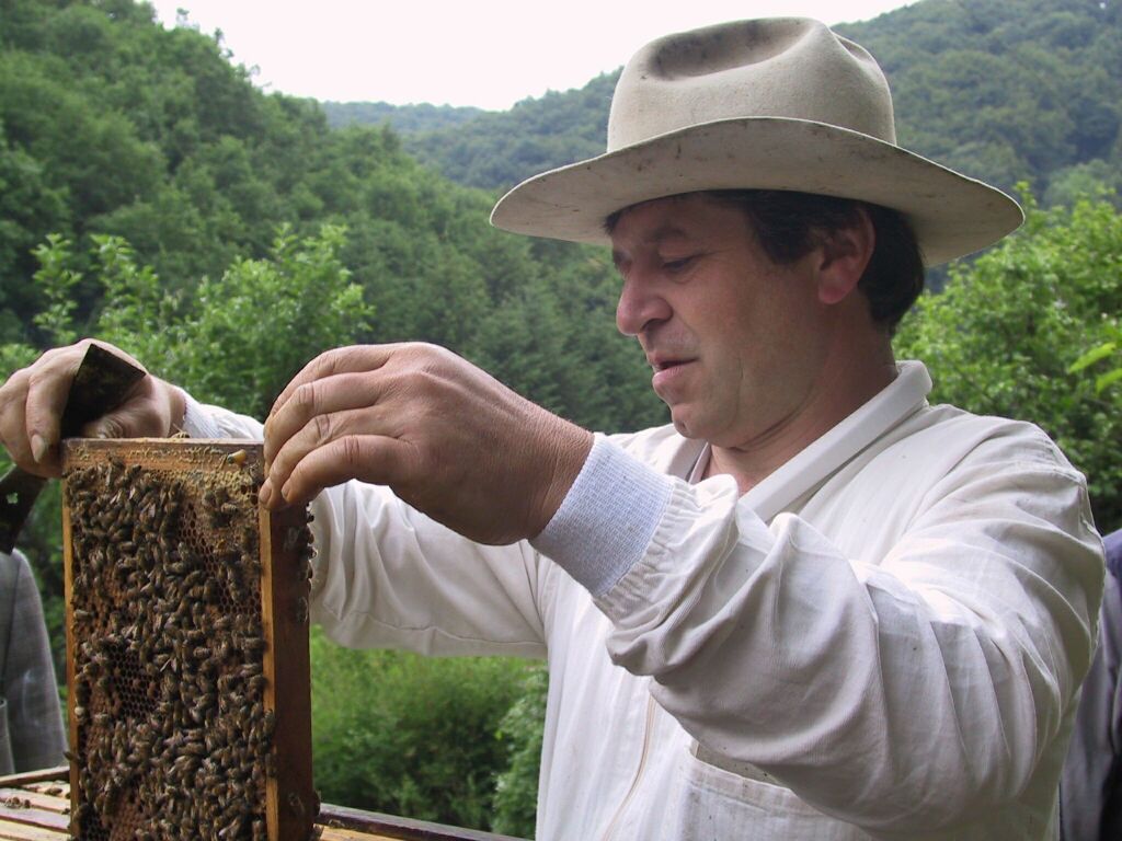 Buckfast, Poul Jungels, генетика пчел, Varroa
