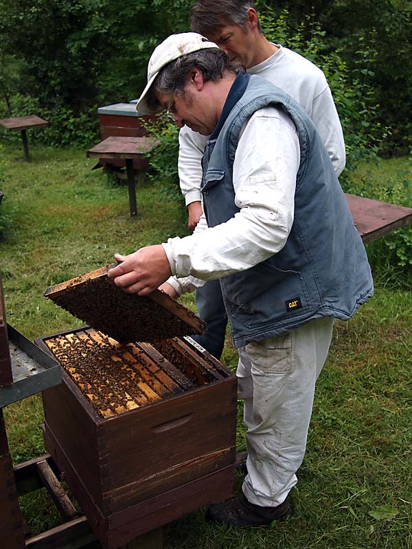 Buckfast, Poul Jungels, генетика бджіл, Varroa